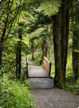 A footbridge through a green native forest